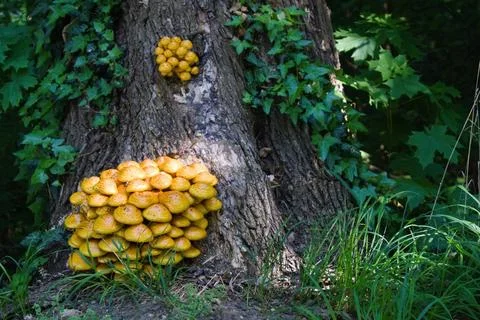 Polypores on a tree bark Stockfoto's