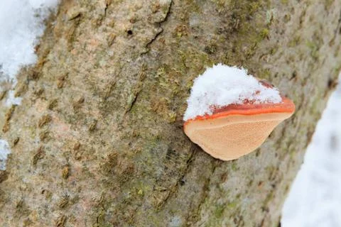Polypores on tree at winter Stock Photos