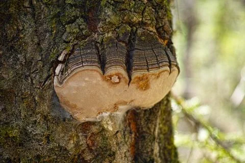 The polyporus Foto stock
