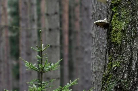 Polyporus on a tree Stock Photos