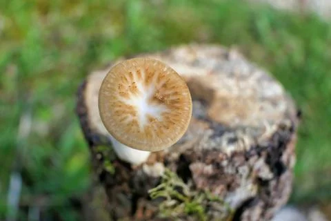 Polyporus Tuberaster. Stock Photos