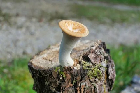 Polyporus Tuberaster. Stock Photos