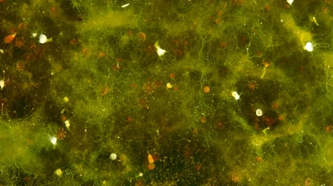 Polyps and ephyras of the common jellyfish (Aurelia aurita) Stock Footage 64827097