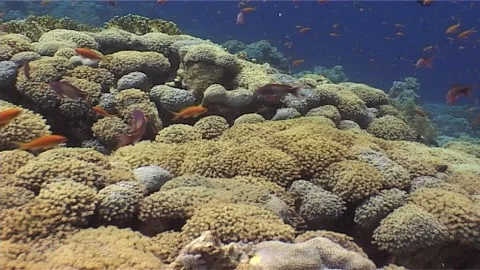 Polyps Of Corals, Red Sea Stock Footage 300562924