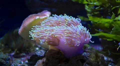 Polyps sea Stock Photos
