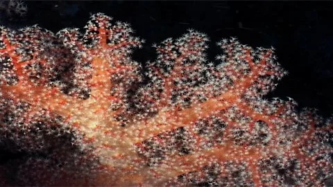 Polyps Of Soft Coral, Close Up Stock Footage 300562797
