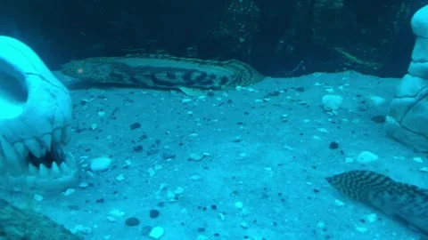 Polypterus in a decorative aquarium Stock Footage 253546969