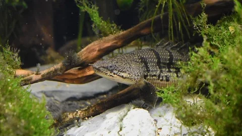 Polypterus Delhezi Video stock 104768300