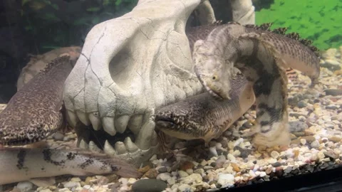Polypterus delhezi, PLOPTERUS DELTA The barred bichir, armoured bichir, bandback Stock Footage 281443467