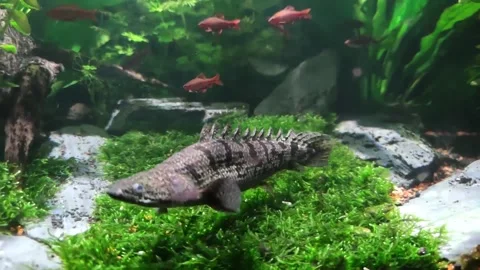 Polypterus delhezy agressive swiming Video stock 147551864