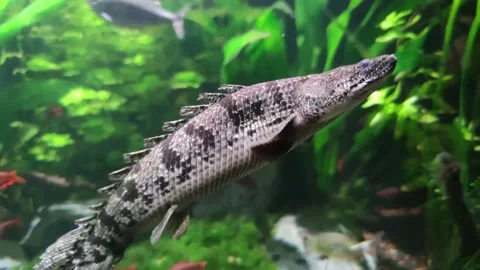 Polypterus delhezy close-up Video stock 147551861