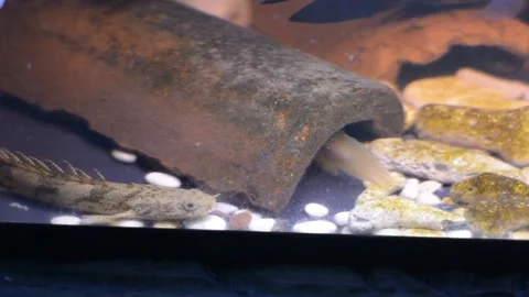 Polypterus endlicherii Resting Near Ceramic Tube Hide in Aquarium Stock Footage 341788236