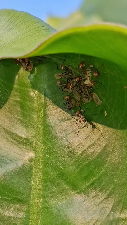 Polyrhachis Bihamata Ants Guarding Eggs on Leaf Surface Stock Footage 337273382
