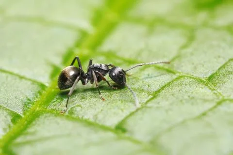Polyrhachis halidayi Photos