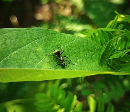 Polyrhachis Stock Photos