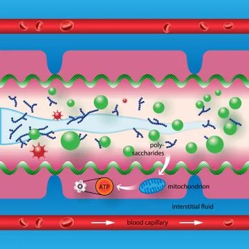 Polysaccharides in the intestine Stock Illustration