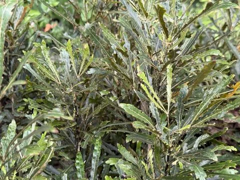 Polyscias Fruticosa, with jagged-edged angular leaves, are captured in a clos Foto stock