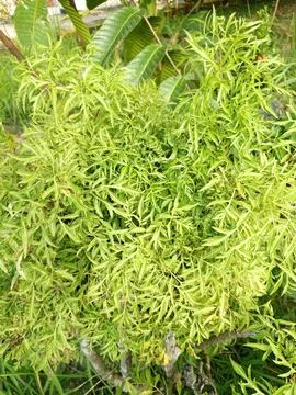 Polyscias fruticosa is a leaf that can be eaten Stock Photos