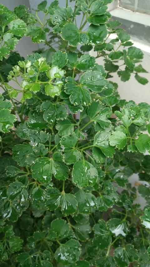 Polyscias guilfoylei or geranium aralia plant Stock Footage 314587864