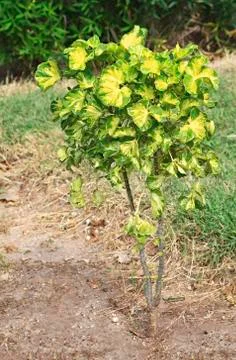 Polyscias Stock Photos