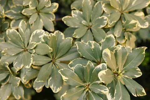 Polyscias plant background Stock Photos