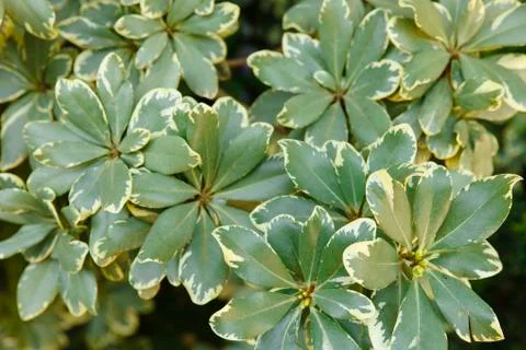 Polyscias plant background Stock Photos