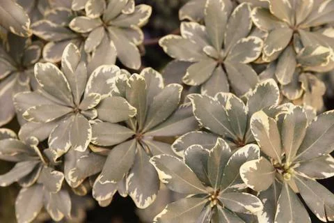 Polyscias plant background Stock Photos