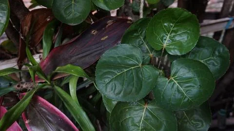 Polyscias Scutellaria Stock Photos