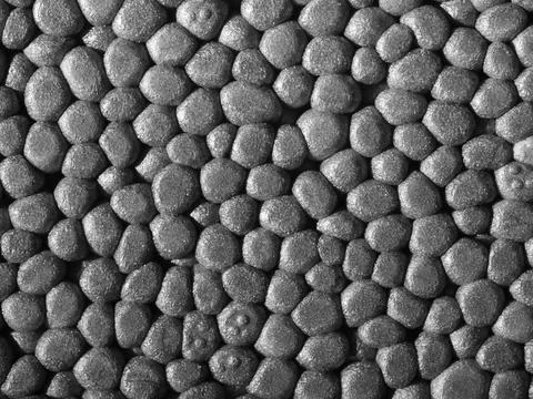 Polystyrene closeup Full frame closeup of a grey Polystyrene surface Copyr... Stock Photos
