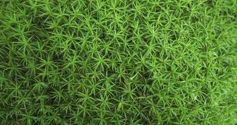 Polytrichaceae, commonly known as aloe moss, growing wild 库存影片 99105412
