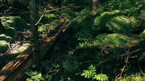 Polytrichaceae  moss and the windfall in Carpathians Stock Footage 55876014