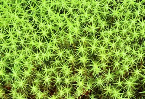 Polytrichum common Stock-Fotos