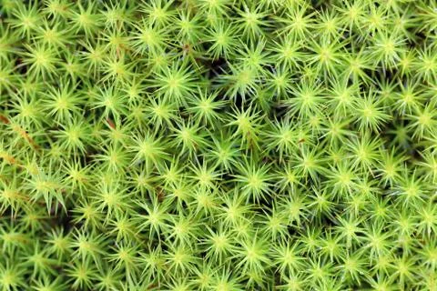 Polytrichum commune. The background of the growing moss Fotos Stock