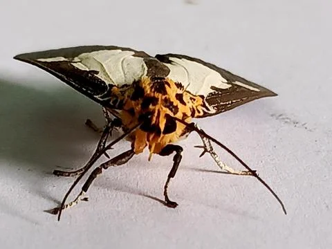Polyura hebe moth Stock Photos
