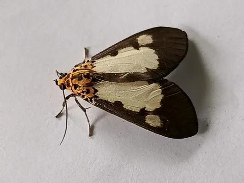 Polyura hebe moth Stock Photos
