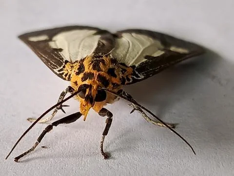 Polyura hebe moth Stock Photos