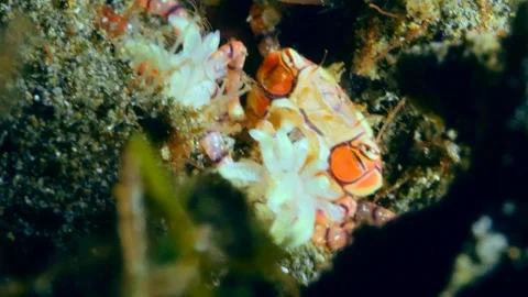 Pom pom crab hiding between rocks with its anemone on its claws Stock Footage 112452002