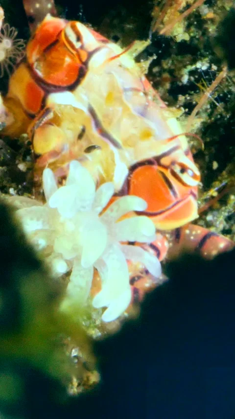 Pom pom crab hiding between rocks with its anemone on its claws Video stock 228829438