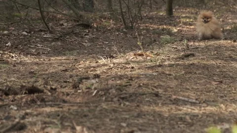 Pom running the forest. Vídeos de archivo 133254295