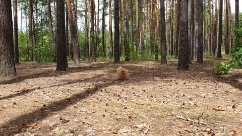 Pom runs through the forest. 库存影片 133572802