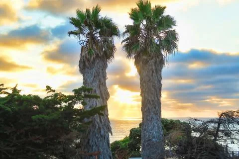 Pom trees Stock Photos