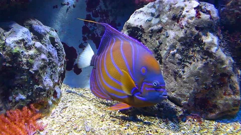 Pomacanthus annularis Ringkaiserfisch Stock Footage 91983048