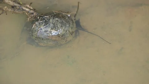 Pomacea canaliculata snail. 库存影片 314823736