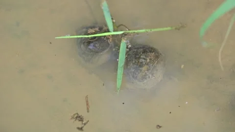 Pomacea canaliculata snail mating. 스톡 동영상 314994077