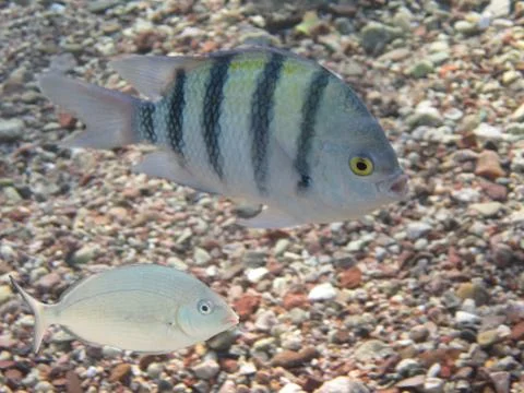 Pomacentridae  fish Stock Photos