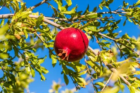 Pomagranate at Branch Stock Photos