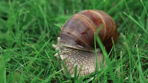Pomatia snail slowly ejects eyestalks and tentacles and carefully crawls Stock Footage 113697248