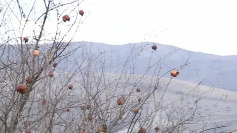 Pomegranade tree 2 Stock-Footage 321660501
