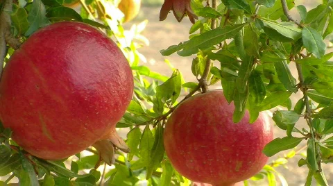 Pomegranate 2 Stockbeeldmateriaal 517810