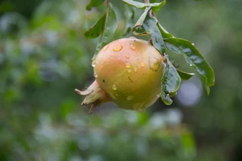 Pomegranate-2 Stockfoto's